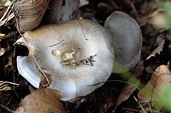 Cortinarius.caerulescens.-.lindsey.jpg