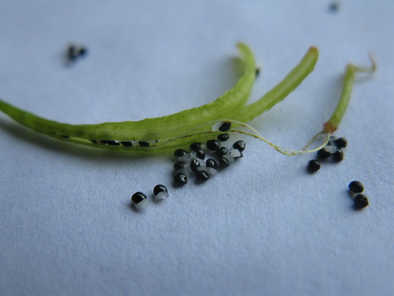 File:Corydalis cheilanthifolia pod.jpg