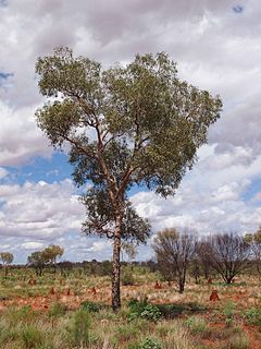 <i>Corymbia opaca</i> Species of plant