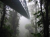 that a cloud forest is a tropical moist broadleaf forest with a persistent cloud cover?