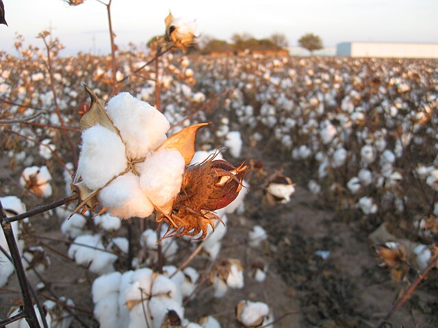 Image: Cotton field kv 15