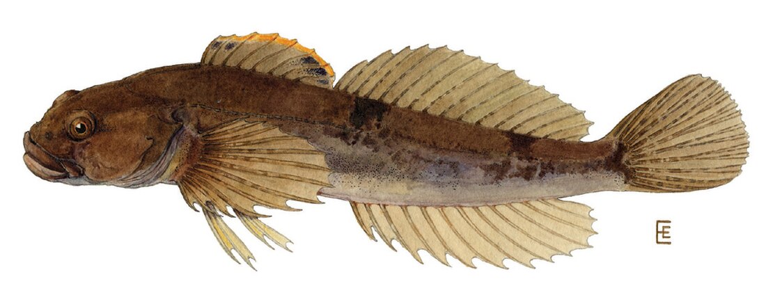 Cottus cognatus