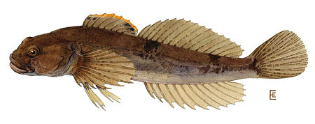 Cottus cognatus.jpg