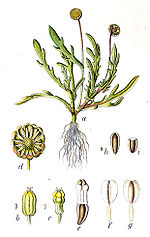 Thumbnail for Cotula coronopifolia