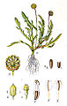 Cotula coronopifolia vol. 13 - plate 37 in: Jacob Sturm: Deutschlands Flora in Abbildungen (1796)