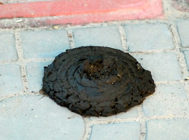 File:Cow dung.JPG