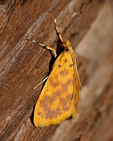 Crambid Moth (Pioneabathra olesialis) (16723673852) .jpg