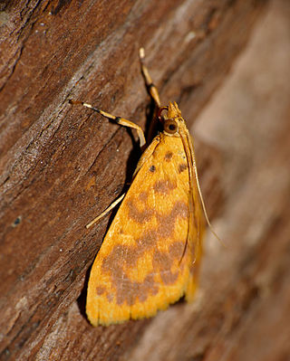 <span class="mw-page-title-main">Portentomorphini</span> Tribe of moths