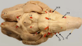 Cranial nerve sheep ventral.png