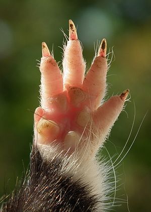 Manus of a rodent, Eurasian hamster Cricetus cricetus Cricetus cricetus front foot.jpg