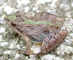 Description de l'image Cricket frog3.JPG.