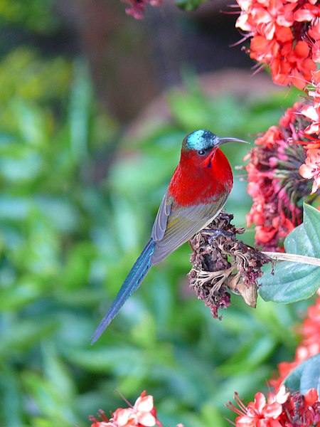 File:Crimson Sunbird - Aethopyga siparaja - P1080047.jpg