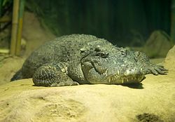 Crocodylus siamensis in moscow zoo 02.jpg