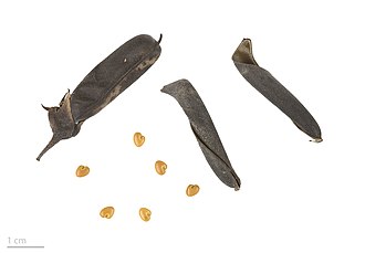 Crotalaria retusa - MHNT Crotalaria retusa MHNT.BOT.2016.24.59.jpg