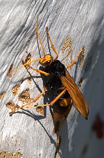 <i>Cryptocheilus</i> Genus of wasps