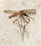 Female Culiseta longiareolata (Culicidae) Mosquito