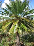 Miniatura para Cycas orientis