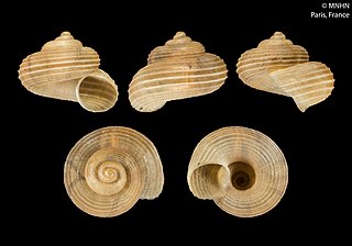 <i>Amphicyclotulus schrammi</i> Species of gastropod