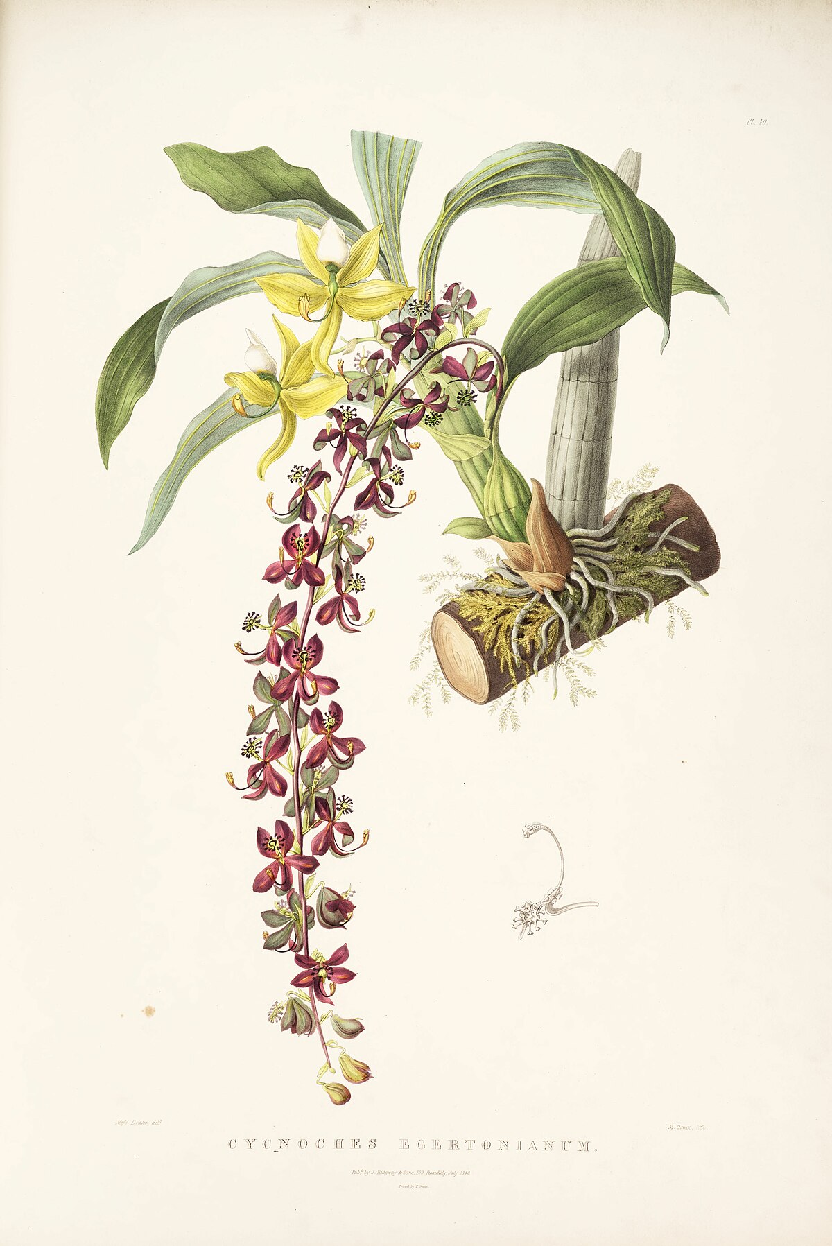 Cycnoches egertonianum - Wikipedia, la enciclopedia libre