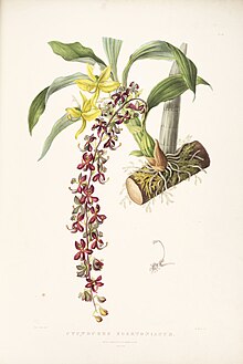 Cycnoches egertonianum - Бэйтман Орх. Mex. Гват. пл. 40 (1842) .jpg