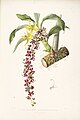 Cycnoches egertonianum - Bateman Orch. Mex. Guat. pl. 40 (1842).jpg