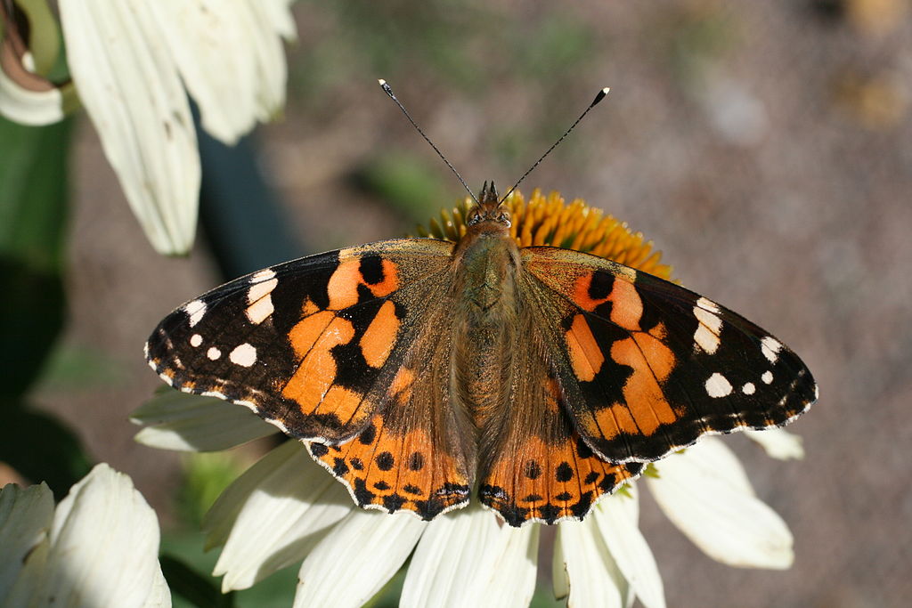 Cynthia cardui Malmö Folkets Park spreadwing.JPG