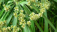 Cyperus alternifolius (357195607).jpg 