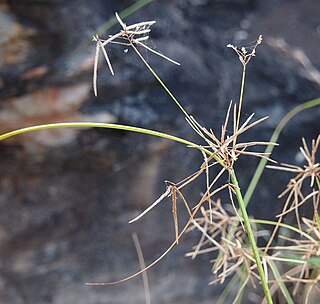 <i>Cyperus dactylotes</i> Species of plant