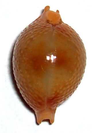 <i>Pustularia bistrinotata</i> Species of gastropod