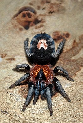 Cyriocosmus elegans, female