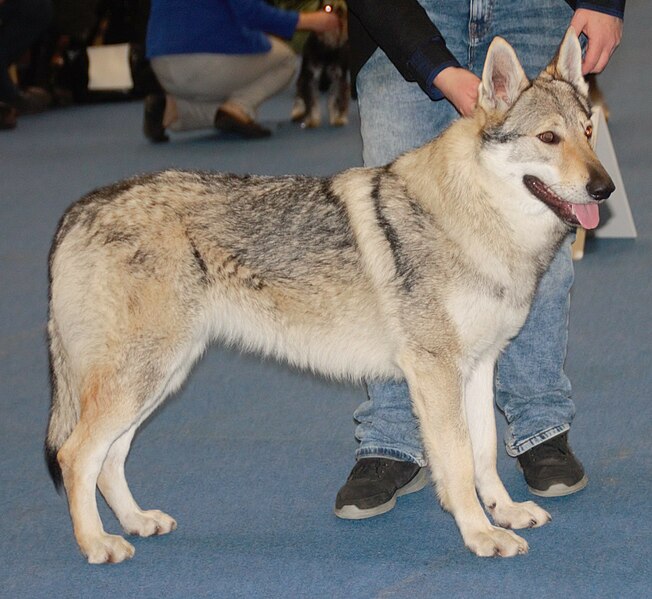 File:Czechoslovakianwolfdog3.jpg