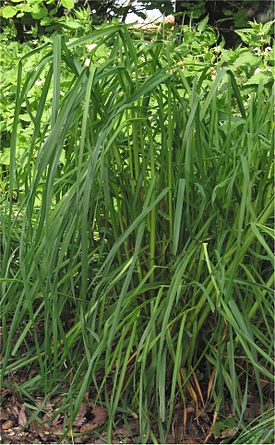 Trisetum glomeratum