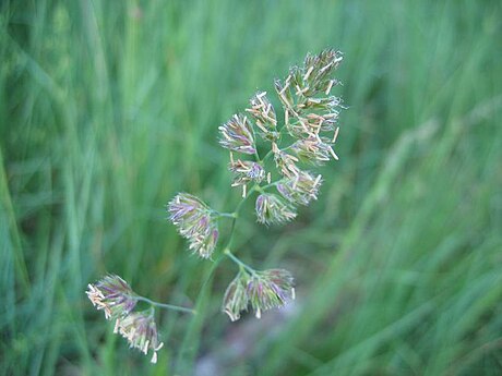 Dactylis glomerata