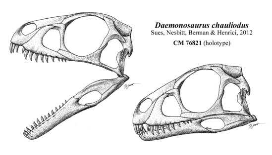 На рисунке изображен череп и реконструкция. Daemonosaurus Chauliodus. Daemonosaurus Chauliodus череп. Диморфодон череп. Ящеротазовые череп.