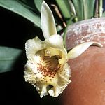 Daiotyla maculata Orchi 003. jpg