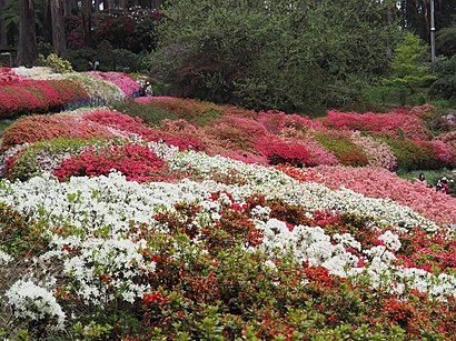 How to get to National Rhododendron Gardens with public transport- About the place