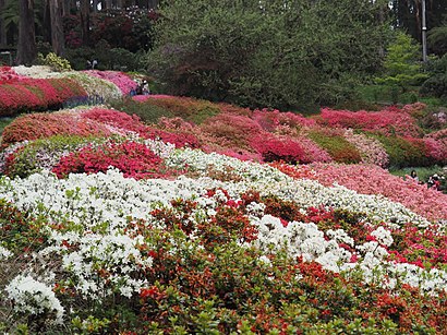 How to get to Dandenong Ranges Botanic Garden with public transport- About the place