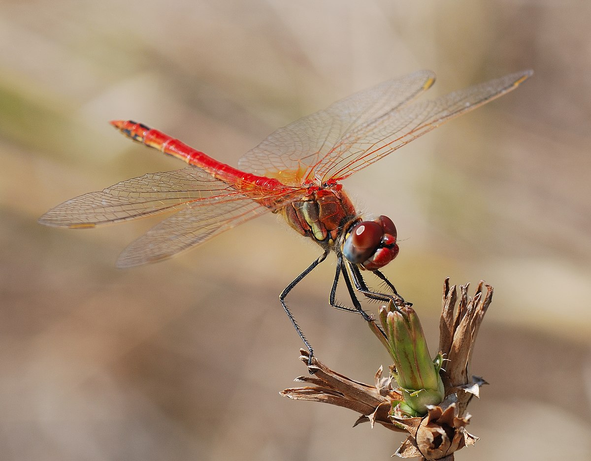 Red-veined darter Wikipedia