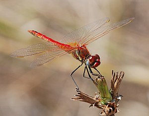 Wikipedia:Featured picture candidates/Male red-veined darter Wikipedia