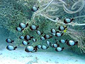 Dascyllus havaiano (Dascyllus albisella)