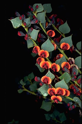 <i>Daviesia rhombifolia</i> Species of legume