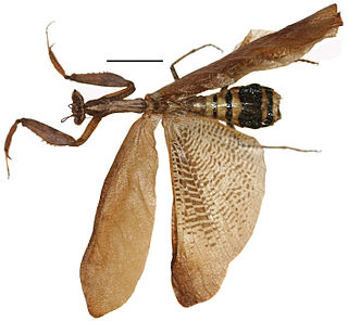 <i>Decimiana</i> Genus of praying mantises