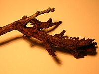Deformed blackthorn twig. Deformed Blackthorn branch with Taphrina pruni.JPG