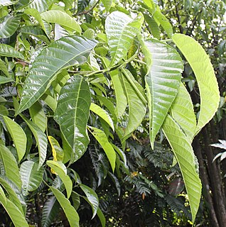 <i>Dendrocnide</i> Genus of plants in the family Urticaceae