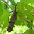 Blatt von Deporaus betulae