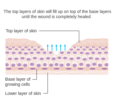 File:Diagram showing how cells know when to stop growing CRUK 129.svg