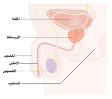 What does pelvic mesh do and why are women suing over it