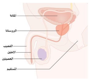البروستات