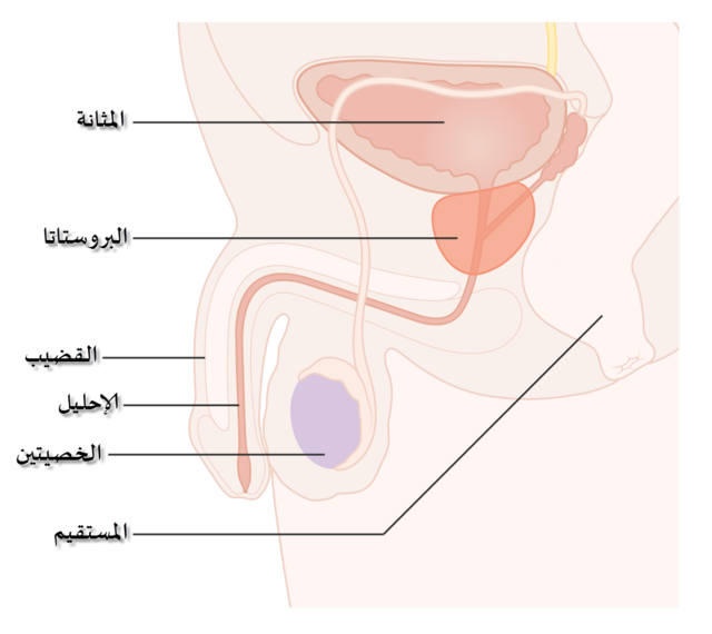 Cancer de prostată - Wikipedia