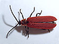 Dictyoptera aurora1.jpg